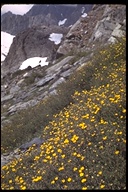 Dasiphora floribunda