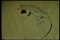 Desert Side-blotched Lizard