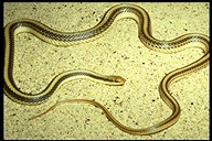 Baja California Patch-nosed Snake