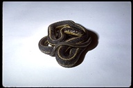 Klamath Garter Snake