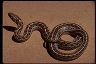 Checkered Garter Snake