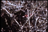 Krameria bicolor