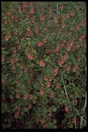Ribes sanguineum var. glutinosum