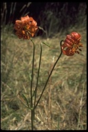 Lilium pardalinum ssp. pitkinense