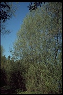 Salix exigua