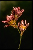 Ixia maculata