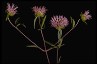 Monardella breweri ssp. lanceolata
