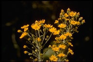 Heterotheca grandiflora