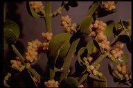 Phoradendron macrophyllum