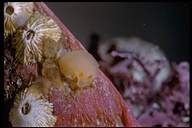 Doriopsilla albopunctata
