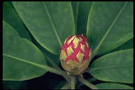 Rhododendron macrophyllum