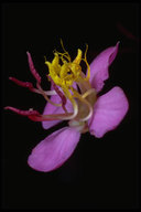 Dichaetanthera oblongifolia