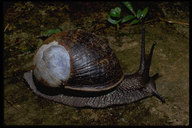 Helicophanta Snail