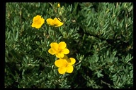 Dasiphora floribunda