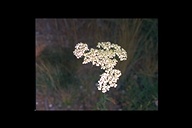 Achillea millefolium