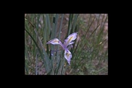 Sierra Iris
