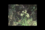 Narrow-leaf Milkweed