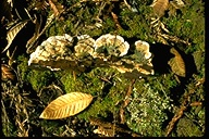 Polyporus abietina