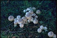 Banded Agaricus
