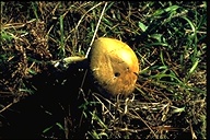 Agaricus hondensis