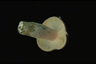 Russula alutacea