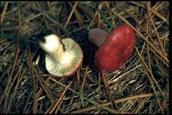 Russula sanguinea