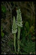 Piperia elegans ssp. decurtata