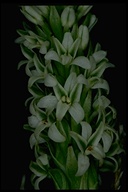 Piperia elegans ssp. decurtata