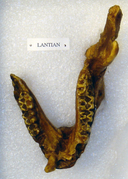 Rhinopithecus lantianensis