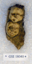 Sivapithecus indicus