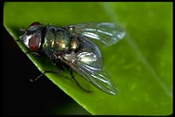 Blow Fly