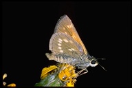 Sonora Skipper Butterfly