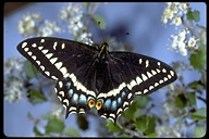 Papilio indra shastensis