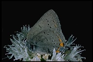 California hairstreak butterfly