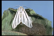Clio Moth