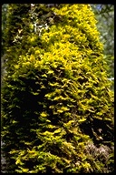Dendroalsia Moss