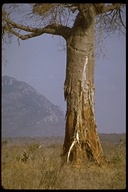 Baobab Tree With Elephant Damage