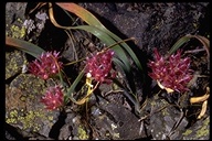 Allium falcifolium