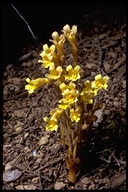 Orobanche fasciculata