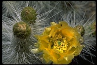 Mojave Prickly Pear Cactus