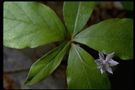Trientalis latifolia