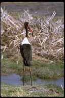 Saddle-bill Stork