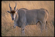 Tragelaphus oryx