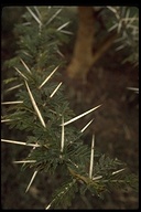 Vachellia xanthophloea