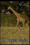 Giraffa reticulata