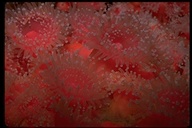 Strawberry Sea Anemone