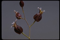 Streptanthus glandulosus ssp. niger