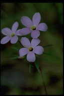 Showy Linanthus