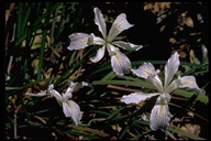 Klamath Iris
