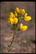 Thermopsis montana var. montana